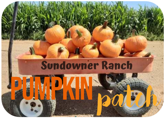 pumpkinpatch1 pumpkinpatch1